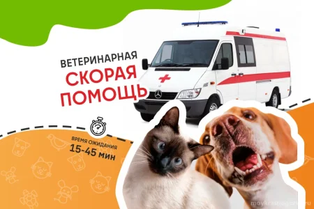Ветеринарная служба ВетСкорая24 на улице Ленина фото 8