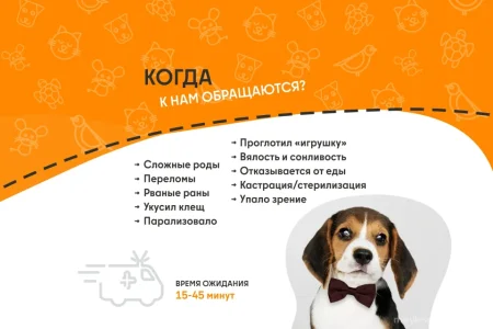 Ветеринарная служба ВетСкорая24 на улице Ленина фото 7
