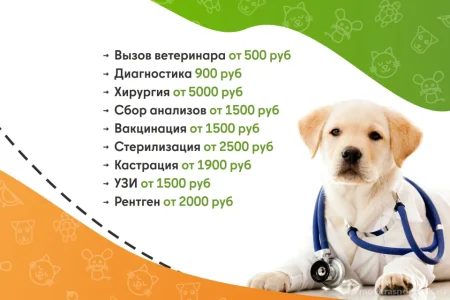 Ветеринарная служба ВетСкорая24 на улице Ленина фото 4